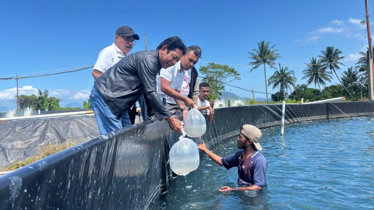 200.000 benur udang vaname mulai ditebar.